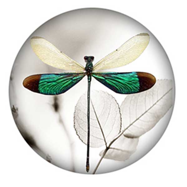 Beads & Findings :: Findings :: Cabochons :: Nature :: Dragon Fly ...